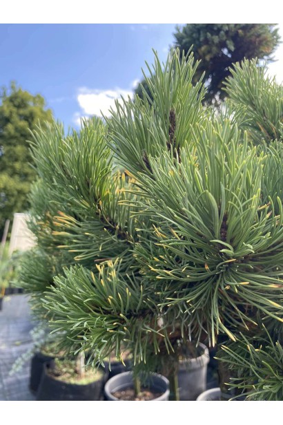 Сосна гірська Швайзер Турист  - 15л/вис.100-120см/Ø50-60см/ШТАМБ 80-90см